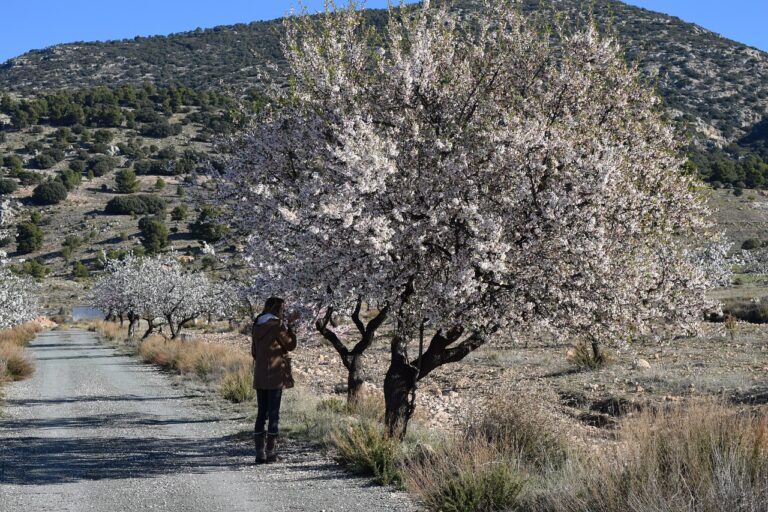 Spain’s Most Spectacular Blooming Seasons That Paint the Landscape in Color