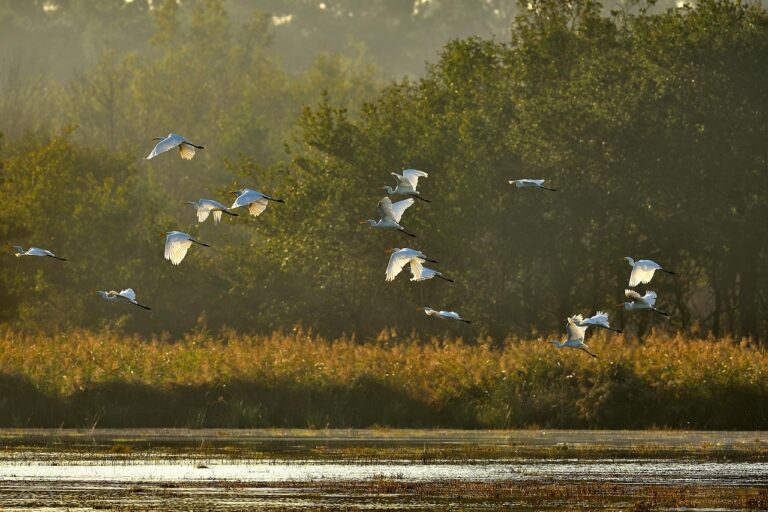 Spain’s Most Peaceful Wetlands Teeming With Birdlife
