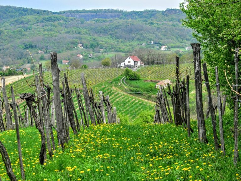 Spain’s Most Underrated Wine Regions That’ll Make You Forget Rioja Exists