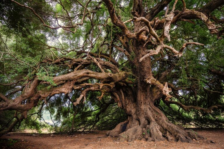 Spain’s Most Ancient Trees That Have Witnessed Centuries of History