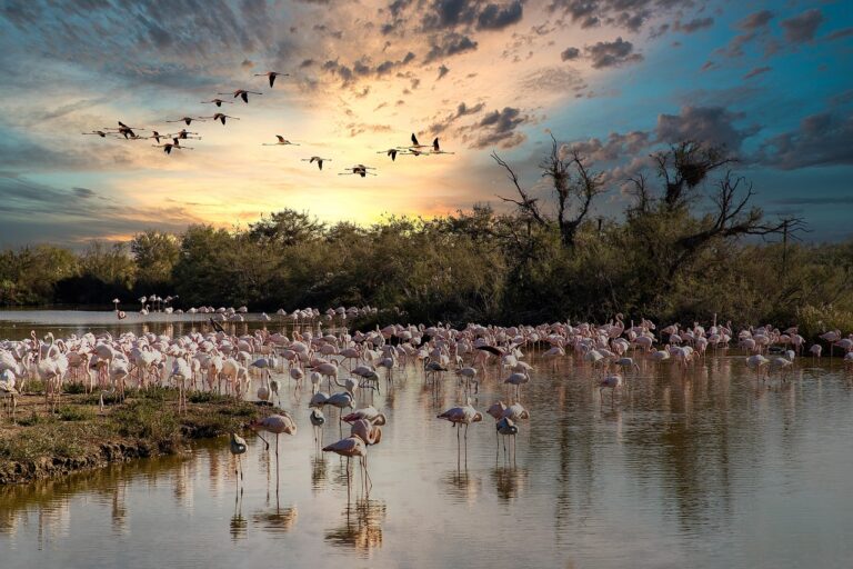 Seven Spanish Wetlands Every Nature Lover Should See