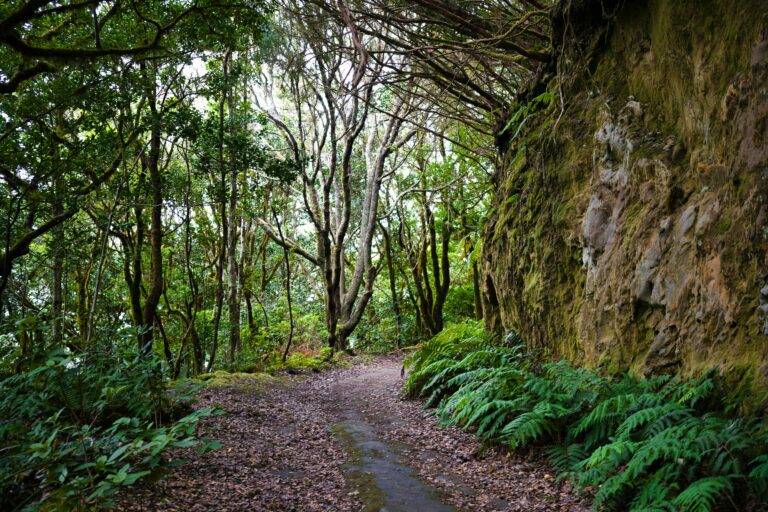 Spain Is Hiding Forests Straight Out of a Fairy Tale