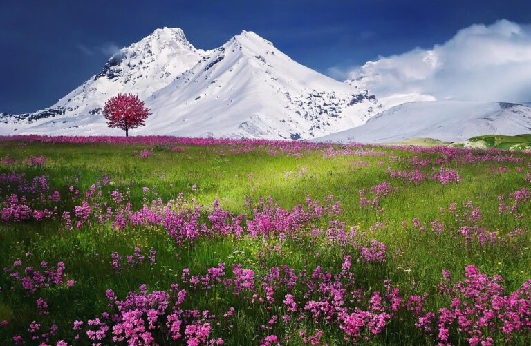 Spain’s Most Stunning Alpine Meadows Covered in Wildflowers